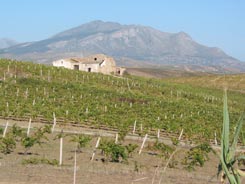 Artcle 6_Sicily Article