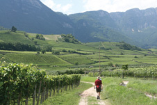 Walking & Wine Tours