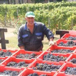 August 31, MONFORTE: Dolcetto is ready two weeks early at Conterno Fantino