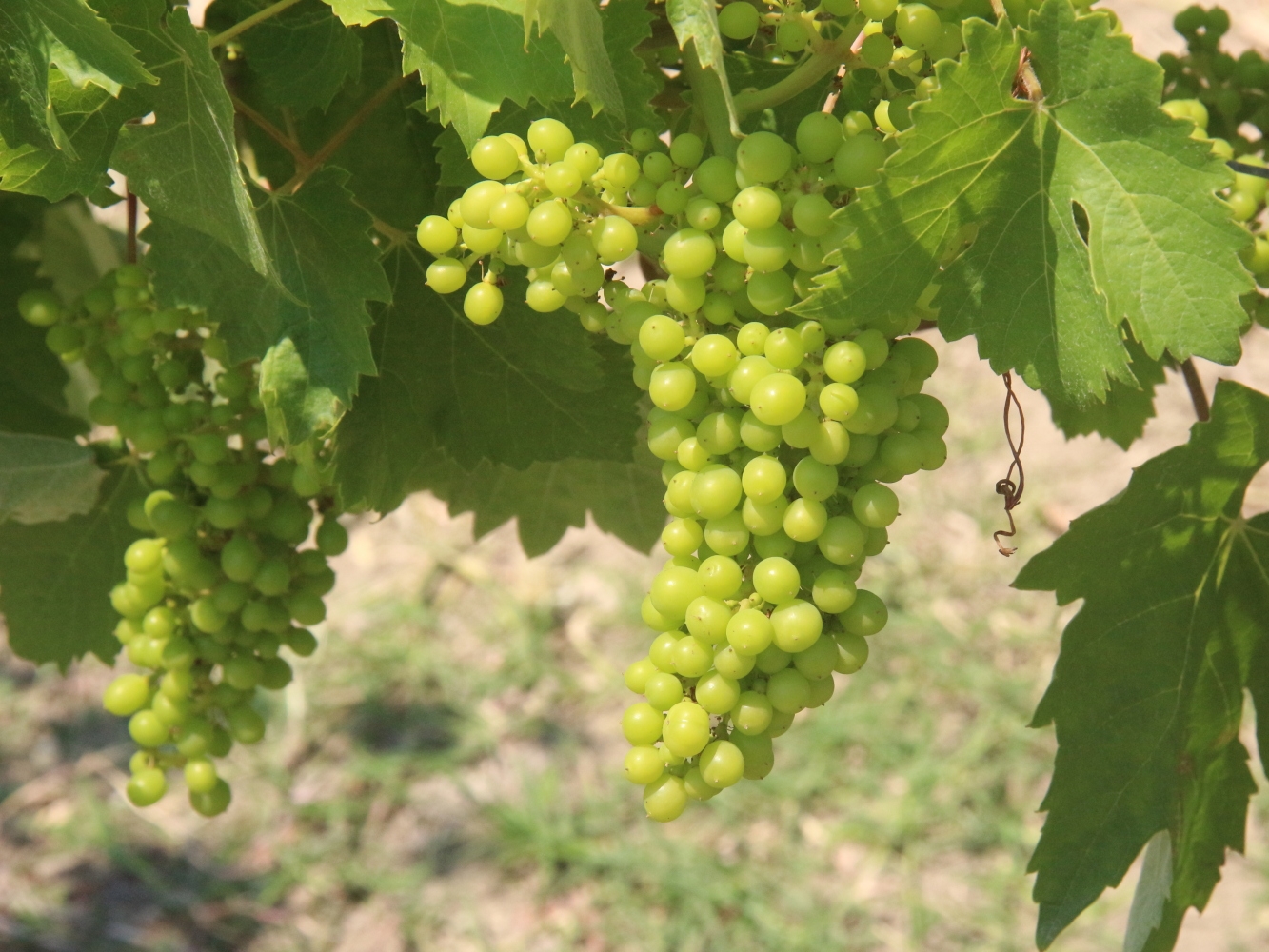 Timorasso, in baby form.